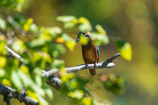 Eisvogel