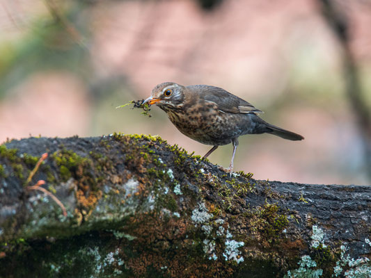 Amsel