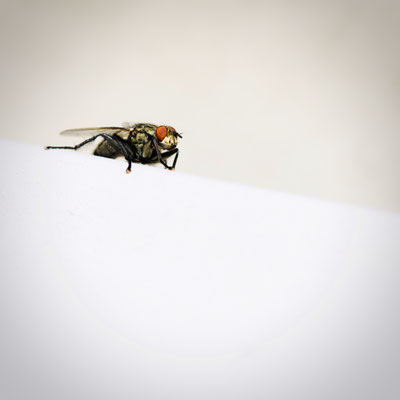 Fliege