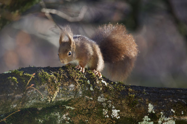 Eichhörnchen