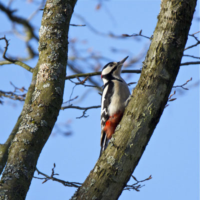 Buntspecht