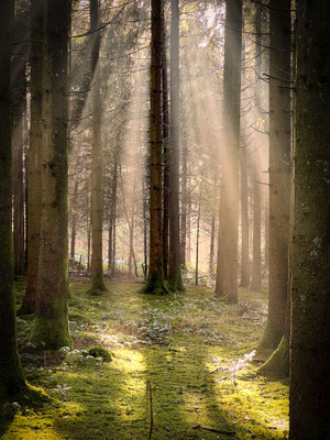 nebelstimmung am lindenberg