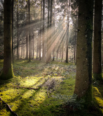 nebelstimmung am lindenberg