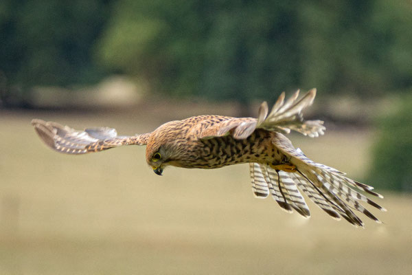 turmfalke im national birds of pray centre, helmsley