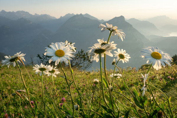 zwischen klingenstock und fronalpstock