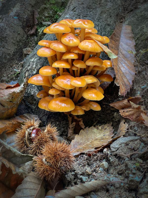 herbst im centovalli