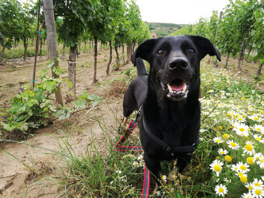 Labrador Retriever Und Welpen In Bayern Kaufen Markt De