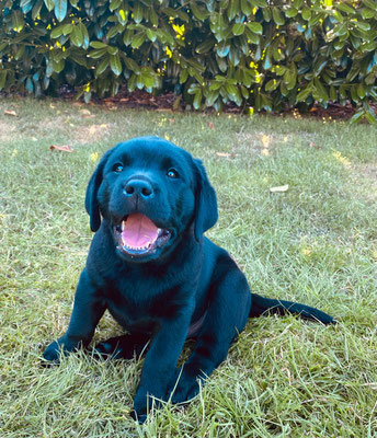 FC Touch Me Loki *Filou* - 8,5 Wochen