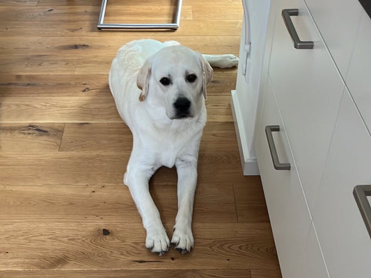 Faithful Connection Sandman *Snorre* 28.07.2023 - 10 Monate