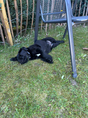 FC Woodstock *Theo* - 8,5 Wochen
