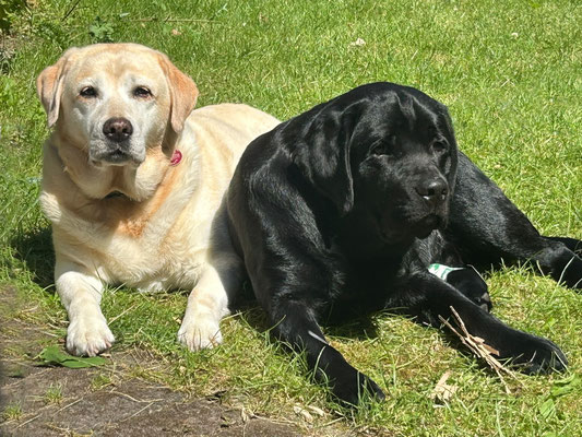 Faithful Connection In Love With You *Emma* & Faithful Connection Velvet Blue *Elmar* - 14.07.2026