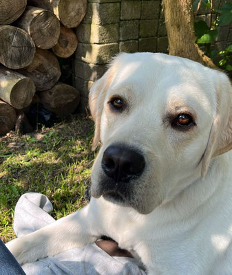 Faithful Connection Sandman *Snorre* - 07/2024