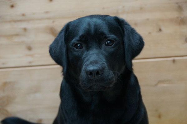 Faithful Connection Star In Heaven - 19.09.2023 - 1 Jahr alt