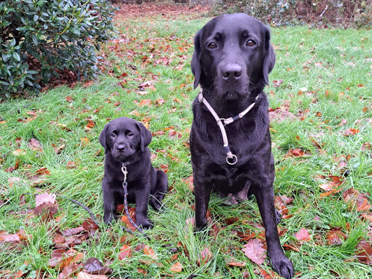 Faithful Connection Sally Sue *Juna* und ihre Mutter Moe - 9,5 Wochen
