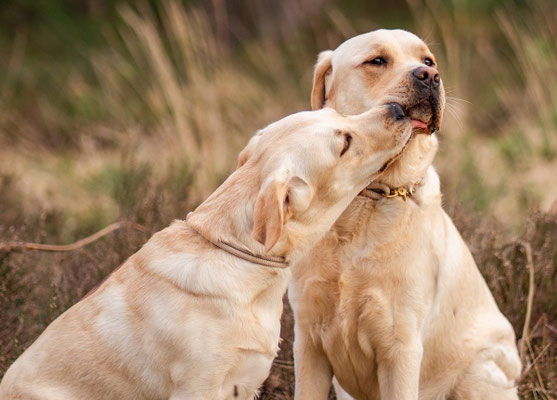 Faithful Connection Sweet Lumi - 7 Monate mit Faithful Connction Of Cours A Peanut