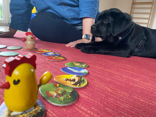 FC Touch Me Loki *Filou* - 11 Wochen - die erste "Arbeitsstunde" in der Therapiebegleitung