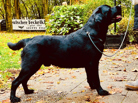 FC Touch Me Loki *Filou* beim Formwert