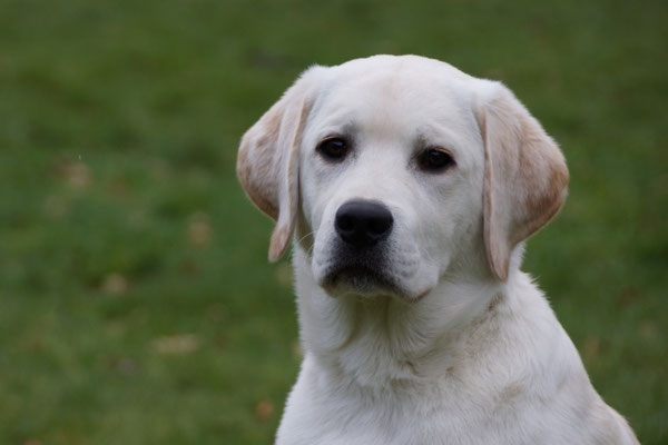 Faithful Connection Sandman *Snorre* - 5,5 Monate