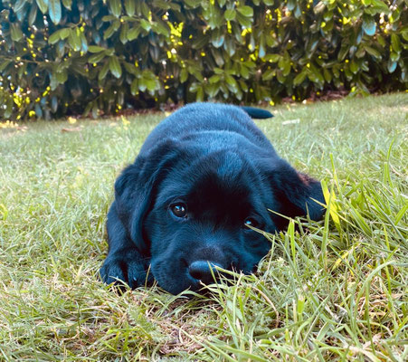 FC Touch Me Loki *Filou* - 8,5 Wochen