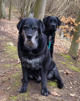 FC Cloudy Sunday *Finn* - (fast) 13 Jahre und FC Sky - 5,5 Monate