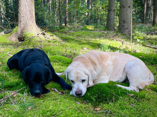 Life Is Life Side By Side *Ocho* und Faithful Connection Frosty Touch *Milan* - 30.09.2025