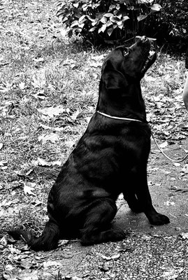Filou in Warteposition Wesenstest