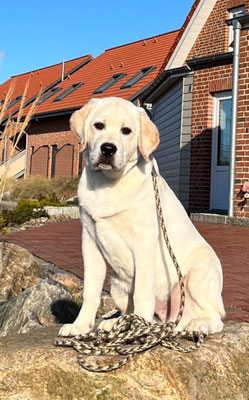 Faithful Connection Sandman *Snorre* 23.02.2023 - 5 Monate