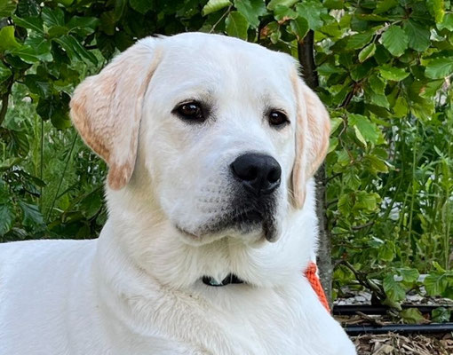 Faithful Connection Sandman *Snorre* 13.06.2023 - 9 Monate