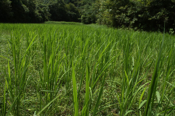 自然農田んぼです。一本植え！ハッピーヒルです！