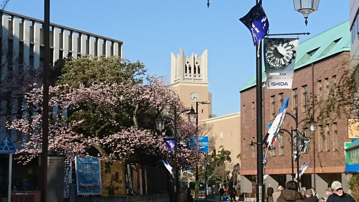 南門の早咲きの桜と大隈講堂