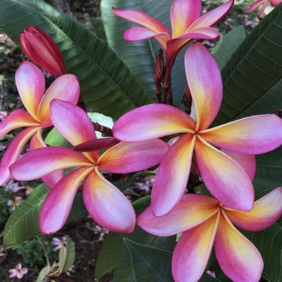 ハワイの花 プルメリアのお話し ハワイおくるまドットコム