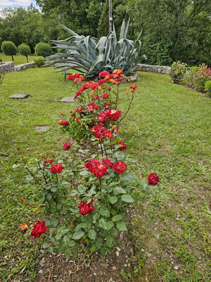Rosiers 