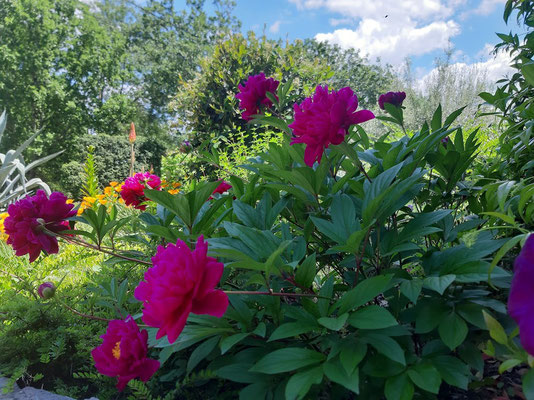 Pivoines