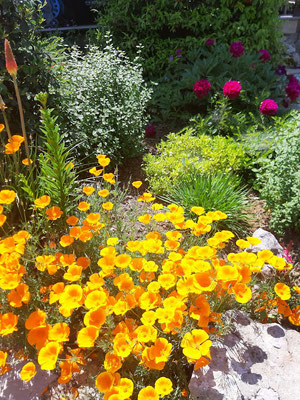 Parterre fleuri