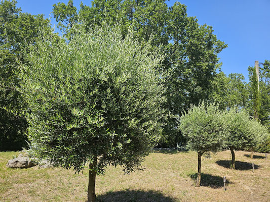 Les oliviers 