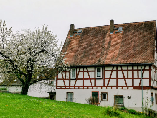 Blüten am Blütenweg: Kirschblüte