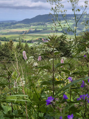 Aufstieg zum Himmeldunkberg durch die Rhönblumenwiesen.