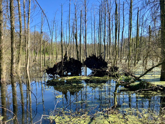 "Mangrovenlandschaft" hinter dem Moorbecker Mühlenteich