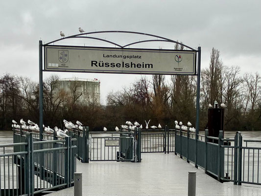 Der Rüsselsheimer Fahrgastschiff-Anleger.