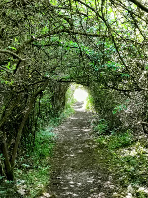 lauschiger Naturtunnel auf der Schächerbachtour