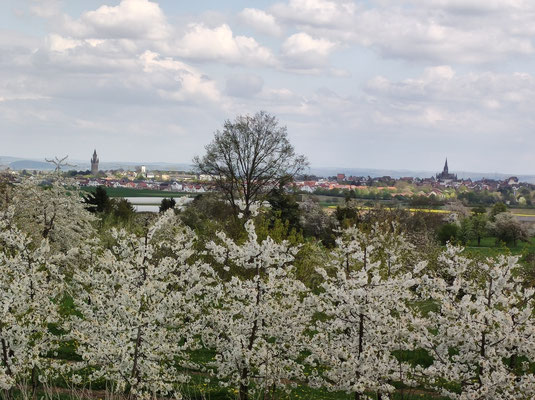 Blick über die Kirschbäume nach Friedberg