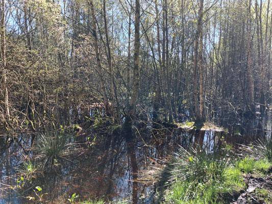 Gruppe 1 im Brammer Moor