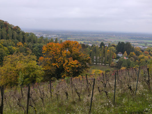 Blick über Weinreben ins herbstlich trübe Ried.