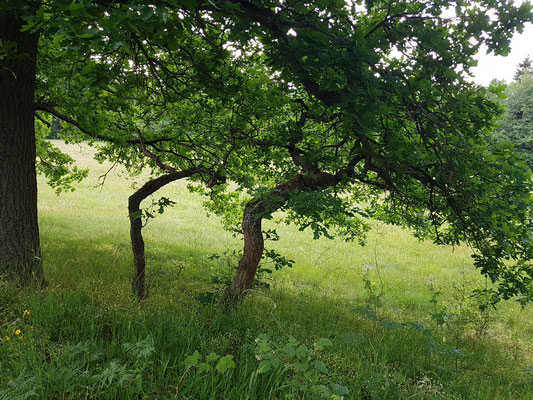 Sturmgebeugte Bäume am Selkeweg bei Gunthersberge