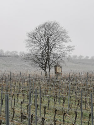 Raureif über den Weinbergen im November.