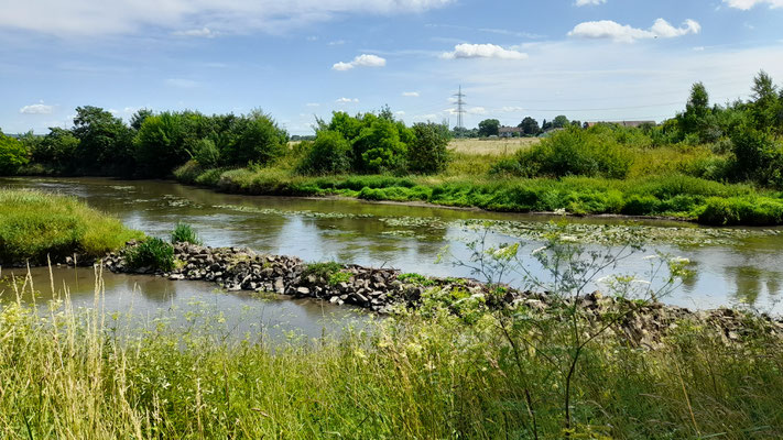 An der renaturierten Nidda.