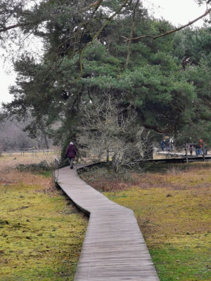 Der Bohlenweg durch die Schwanheimer Dünen