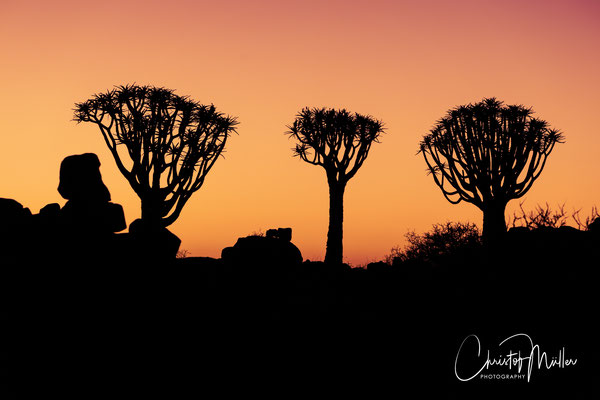Fascinating spectacle before sunrise. The silhouettes of Quiver trees (Aloidendron dichotomum) during twilight.