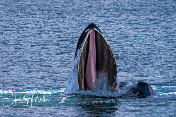 Bubble net feeding Humpback Whale  (Megaptera novaeangliae) in Alaska