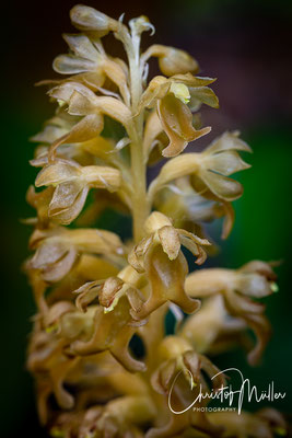 Close-up of Bird's-nest orchid (Neottia nidus-avis) -luxembourgish name is "Vullenascht"